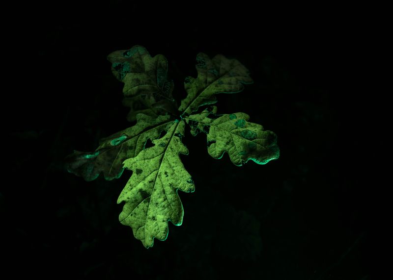 © Rianne Tegelaar - Image from the The call of the jackdaw photography project