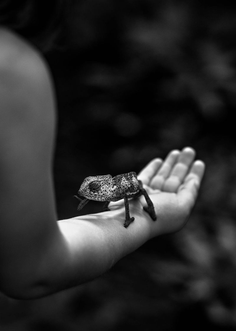© Rianne Tegelaar - Image from the The call of the jackdaw photography project