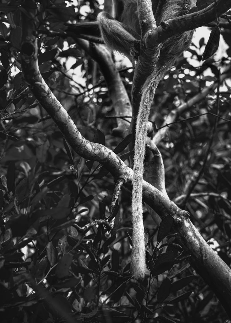 © Rianne Tegelaar - Image from the The call of the jackdaw photography project