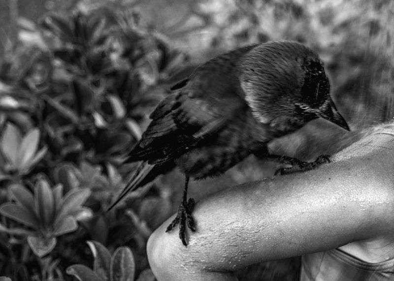 © Rianne Tegelaar - Image from the The call of the jackdaw photography project