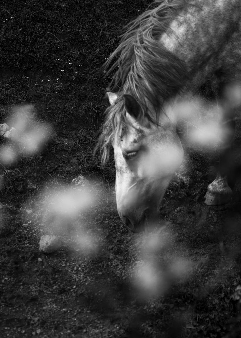 © Rianne Tegelaar - Image from the The call of the jackdaw photography project
