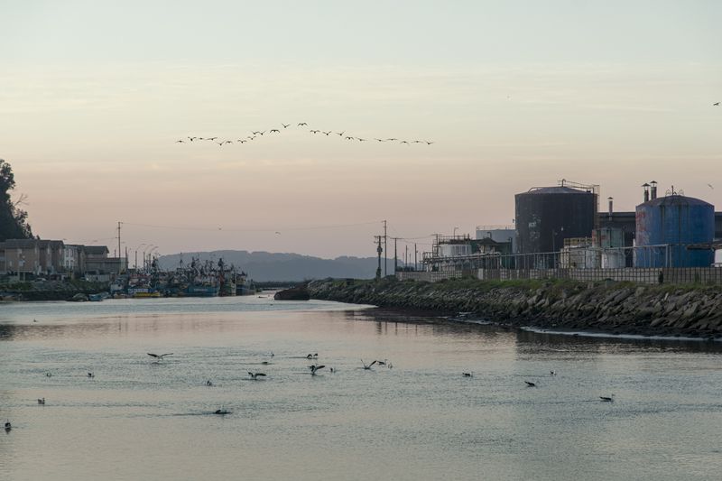 © Christian Creixell - Birds in flight alignment over the industrial area of ​​Talcahuano