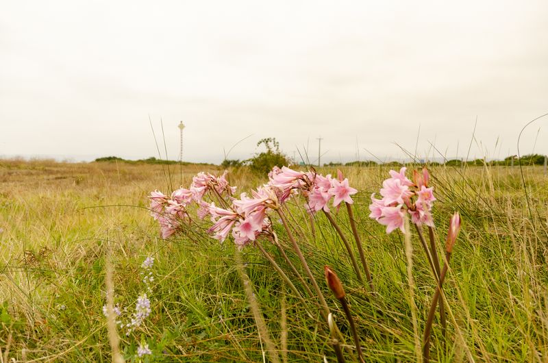 © Christian Creixell - Grass and flowers at the Rocuant wetland