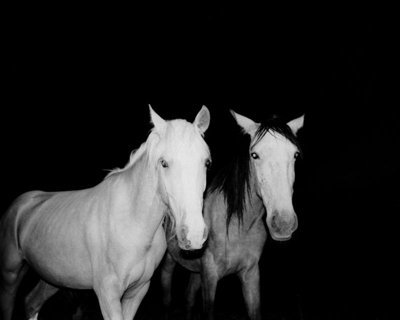© Alexandre de Magalhães - Image from the Cochlea photography project