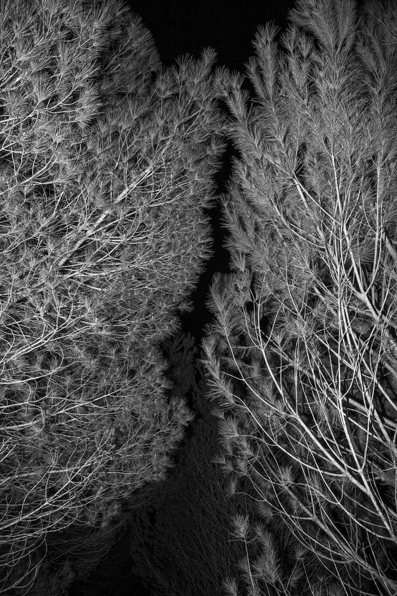 © Alexandre de Magalhães - Image from the Cochlea photography project