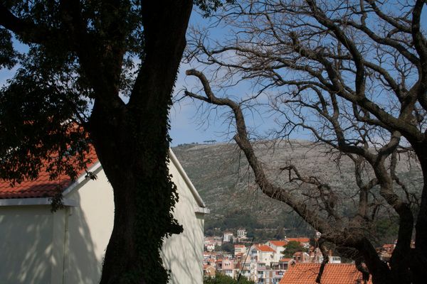 © Nives Sertić - Nives Sertić - 3 to 10, Trees #02