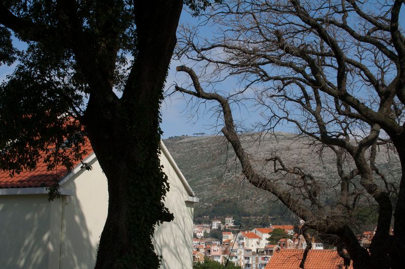 © Nives Sertić - Nives Sertić - 3 to 10, Trees #02