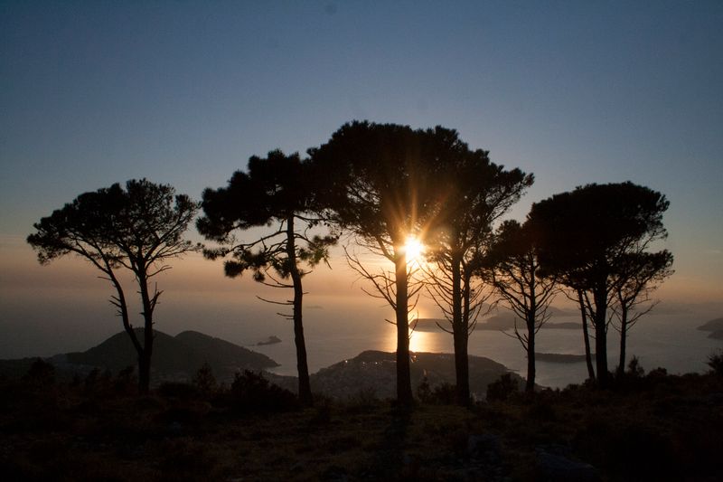 © Nives Sertić - Nives Sertić - 3 to 10, Trees #15