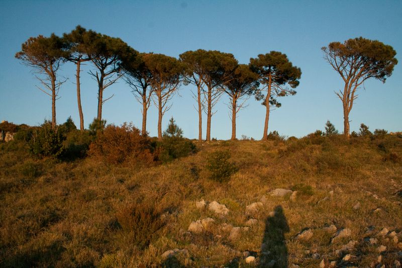 © Nives Sertić - Nives Sertić - 3 to 10, Trees #14