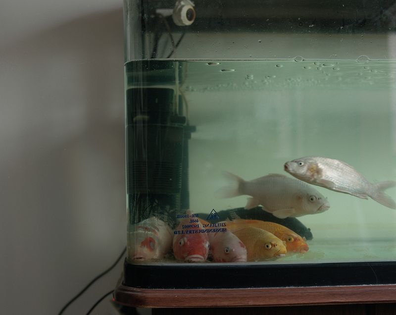 © Bowei Yang - The sleeping fishes, Hangzhou, China, 2015.