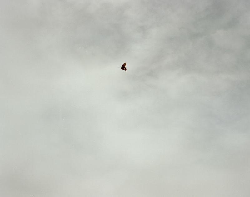 © Bowei Yang - A butterfly escaping from the clouds, Hangzhou, China, 2014.