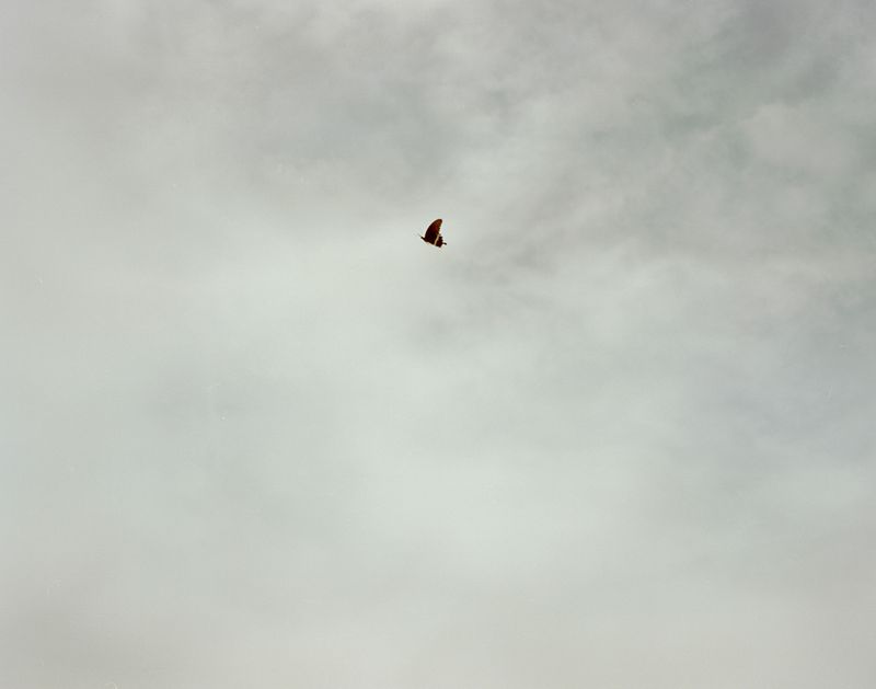 © Bowei Yang - A butterfly escaping from the clouds, Hangzhou, China, 2014.