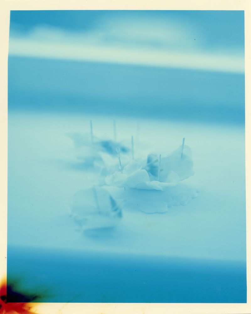 © Bowei Yang - The flower petals, color darkroom print, 2019.