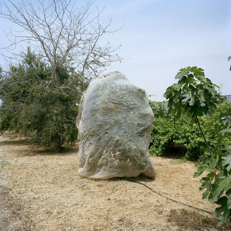 © Demetris Koilalous - manufactured landscape: Petahia; organic farming