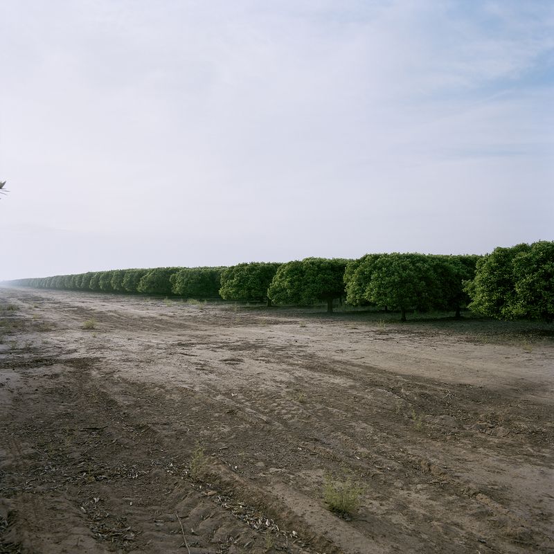© Demetris Koilalous - manufactured landscape: orange tree groves in the desert