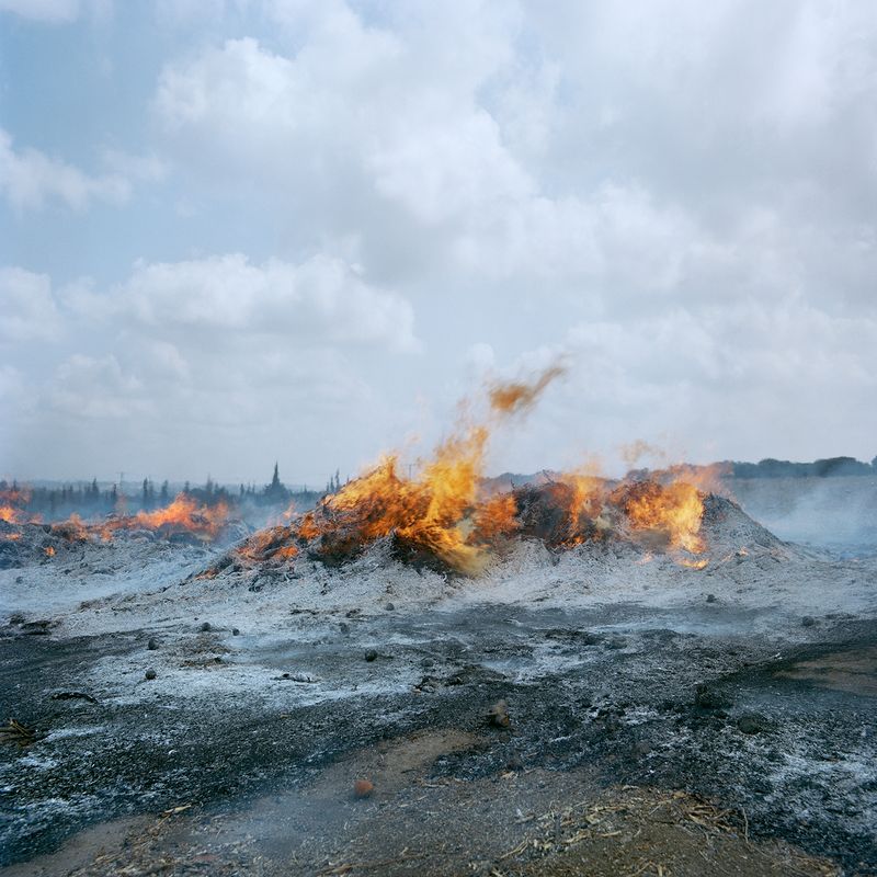 © Demetris Koilalous - Burning down an aged orange grove near Sderot