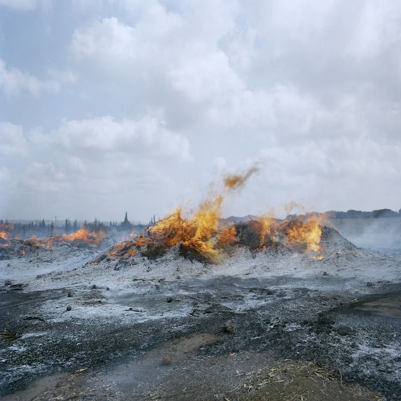 © Demetris Koilalous - Burning down an aged orange grove near Sderot