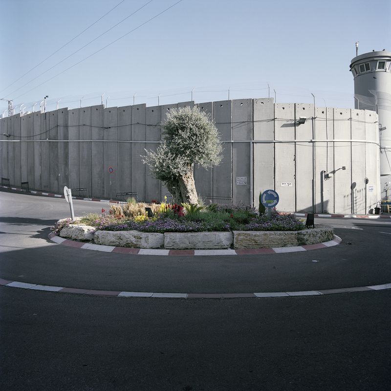 © Demetris Koilalous - Jerusalem; ornamental roundabout with olive tree in front of the Wall near Rachel’s tomb