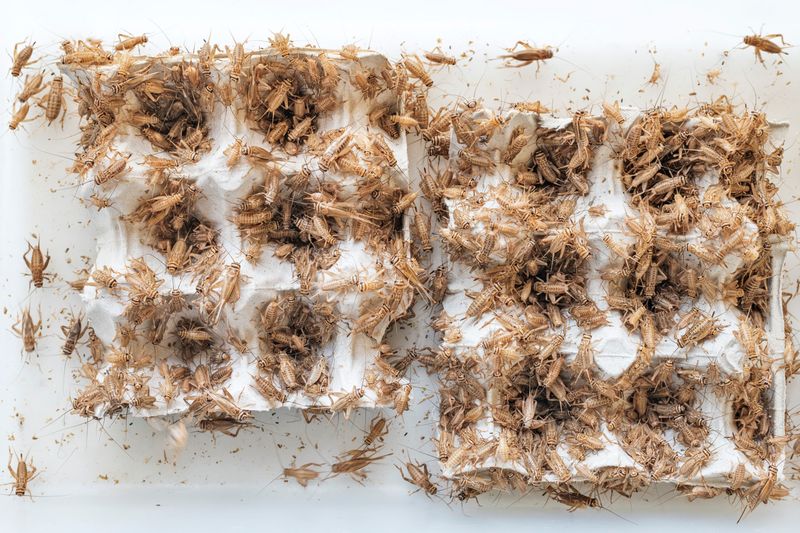 © Maurizio Di Pietro - Image from the ZERO HUNGER photography project