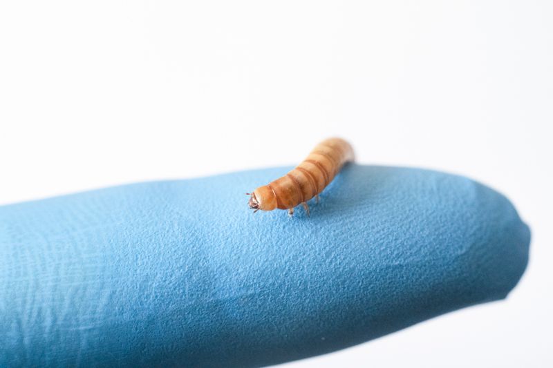 © Maurizio Di Pietro - Image from the ZERO HUNGER photography project