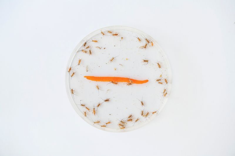 © Maurizio Di Pietro - Image from the ZERO HUNGER photography project