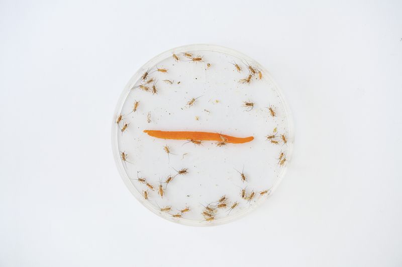 © Maurizio Di Pietro - Image from the ZERO HUNGER photography project