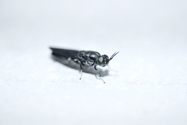 © Maurizio Di Pietro - Image from the ZERO HUNGER photography project