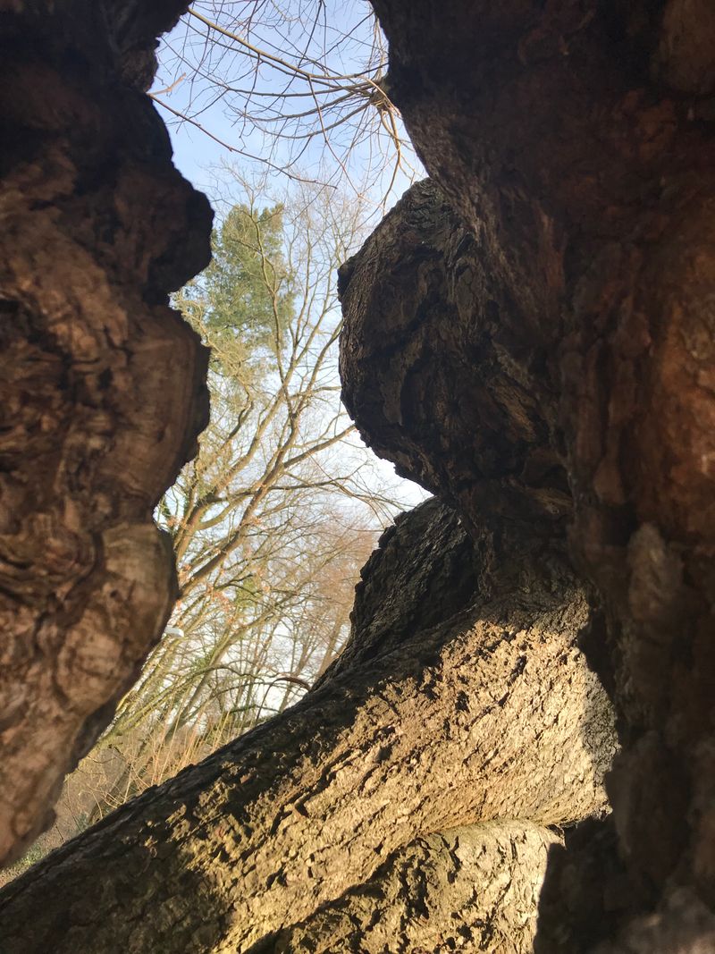 © Monika Blanka Katterwe - "asleep at" 26.12.17, 100years old linden tree in Luckenwalde