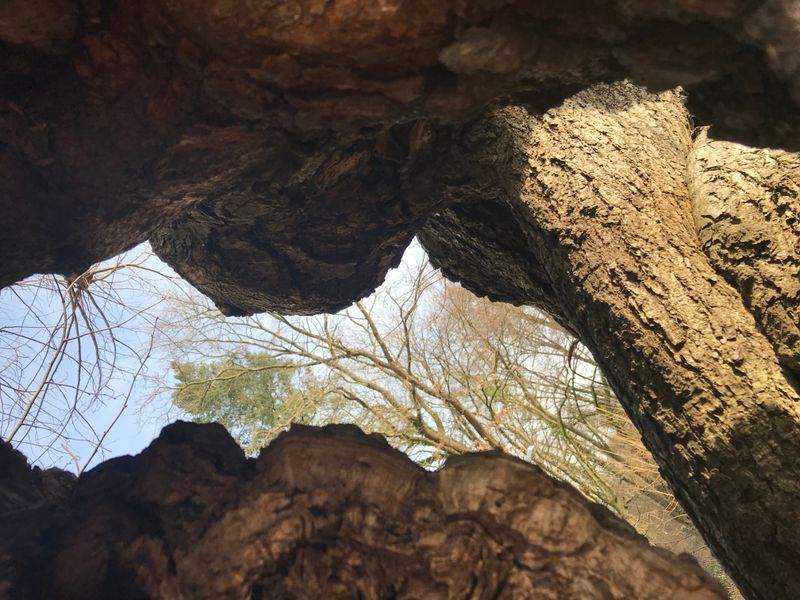 © Monika Blanka Katterwe - "asleep at" 26.12.17, 100years old linden tree in Luckenwalde