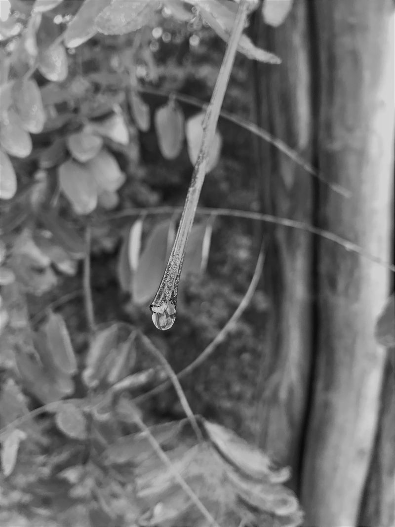 © Monika Blanka Katterwe - "ever feel" 10.10.17, Wald an der L812