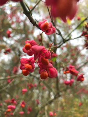 What do we need?- Nature as a mirror of experience