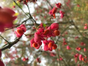 What do we need?- Nature as a mirror of experience