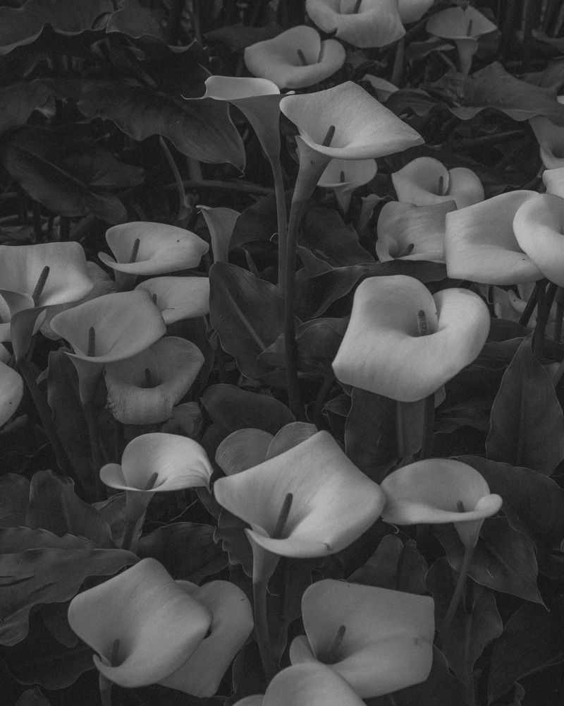 © Angus Scott - Image from the Teetering like a September myth photography project