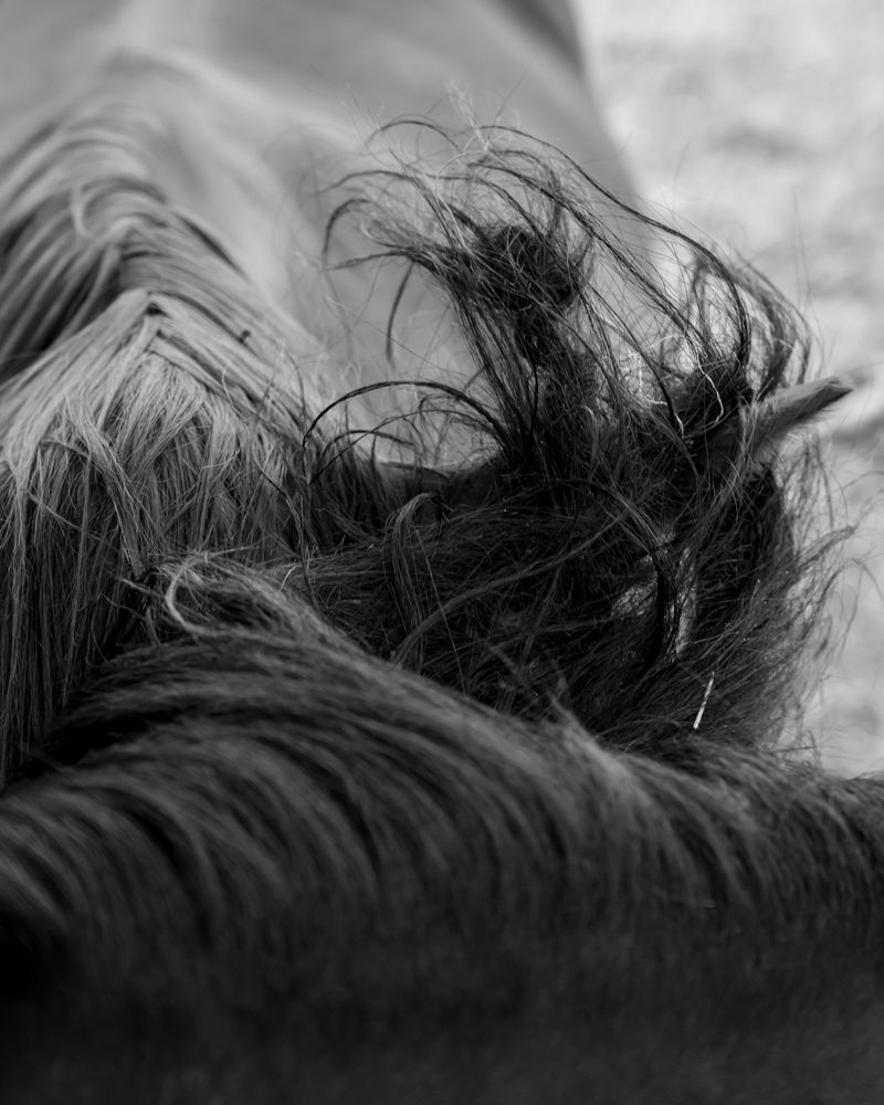 © Matt Calarco - Image from the Taming Again photography project