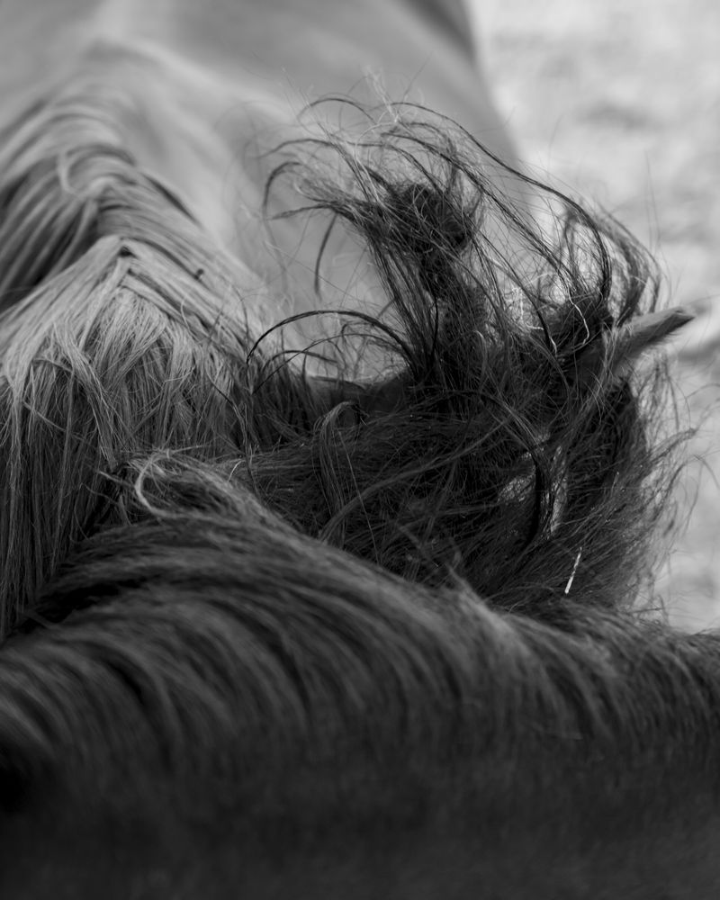© Matt Calarco - Image from the Taming Again photography project