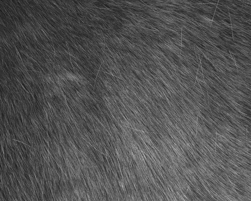 © Matt Calarco - Image from the Taming Again photography project