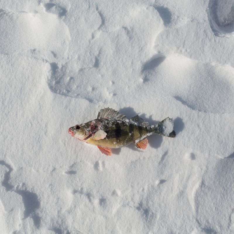 © Federico Pardo - Image from the Ice shanties photography project