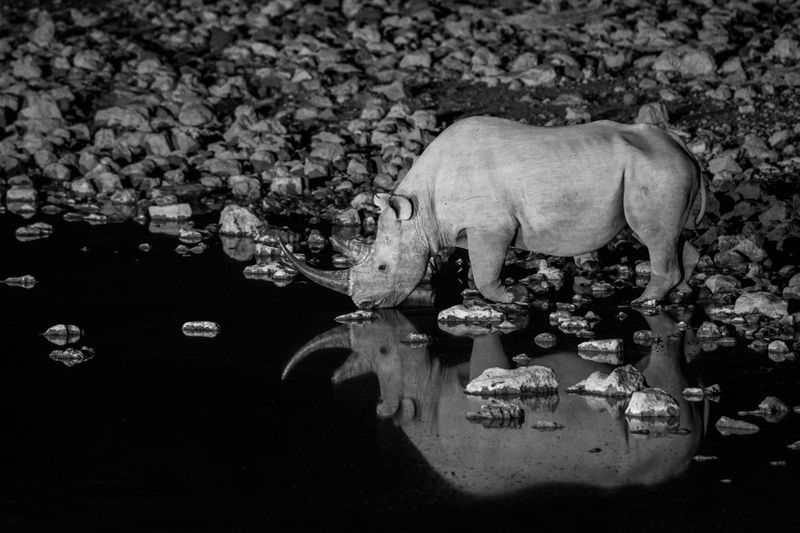 © Federico Pardo - Image from the the Watering hole photography project