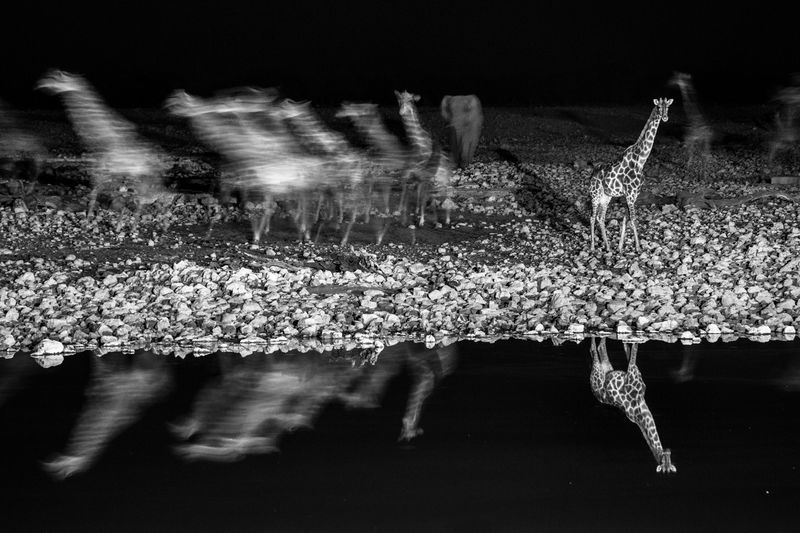 © Federico Pardo - Image from the the Watering hole photography project