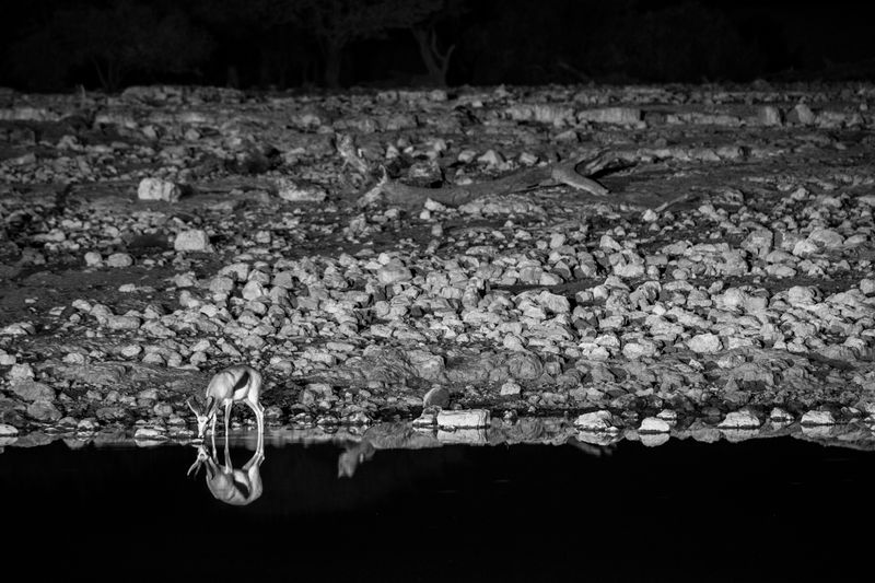 © Federico Pardo - Image from the the Watering hole photography project