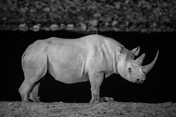 © Federico Pardo - Image from the the Watering hole photography project