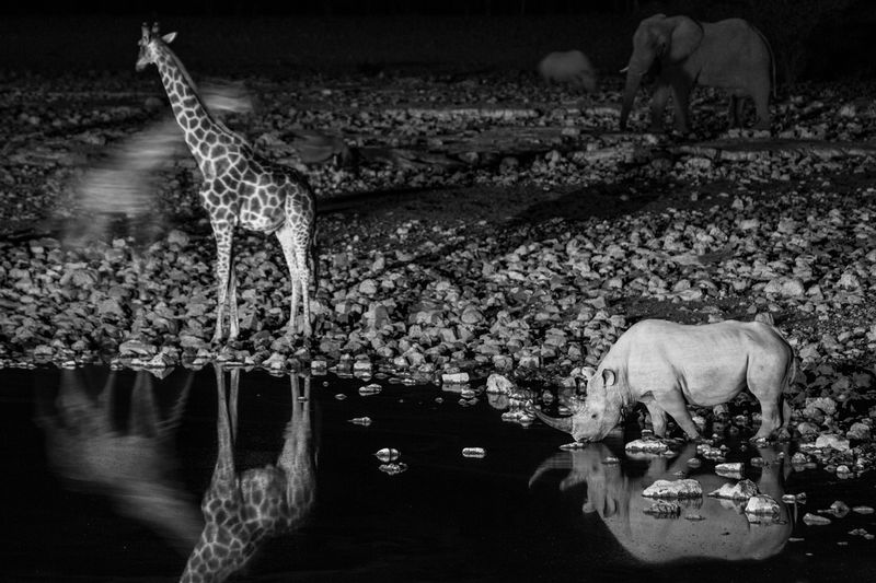 © Federico Pardo - Image from the the Watering hole photography project