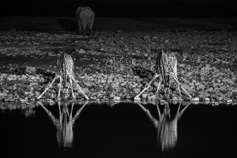 © Federico Pardo - Image from the the Watering hole photography project