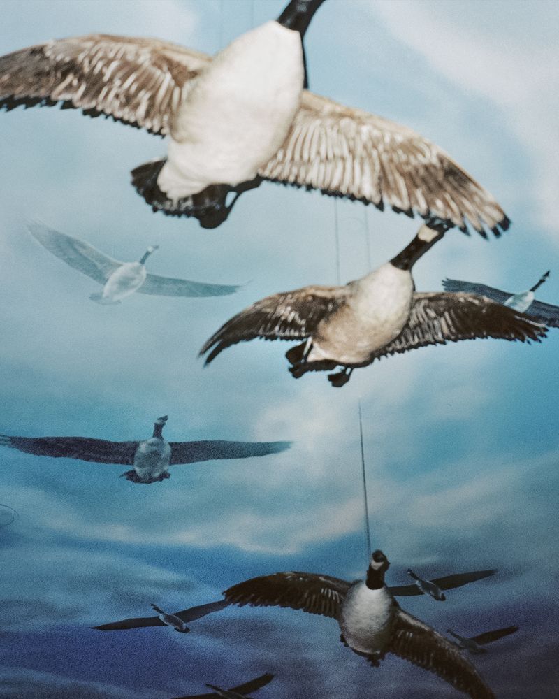 © Chloe Jones - Image from the Tiger's Blood photography project