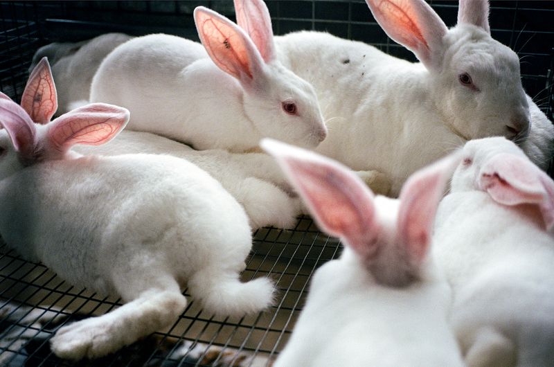 © Chloe Jones - Image from the Tiger's Blood photography project