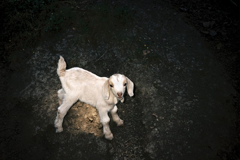 © Chloe Jones - Image from the Tiger's Blood photography project