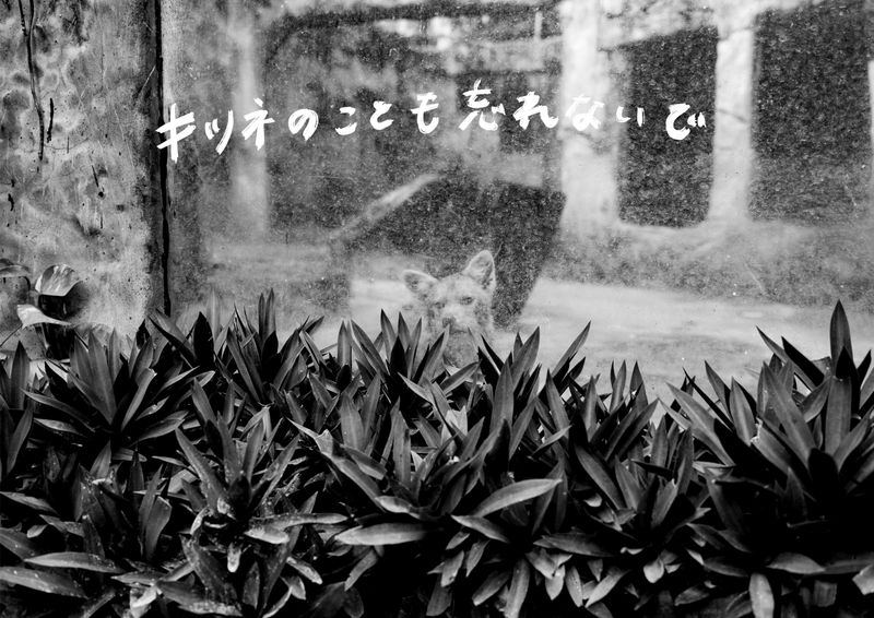 © hitomi hasegawa - Don't forgret about a fox