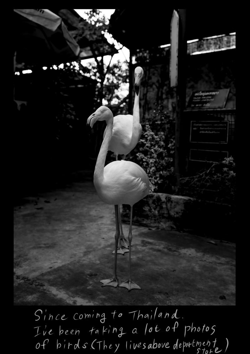 © hitomi hasegawa - Image from the Don't forget about a Fox photography project