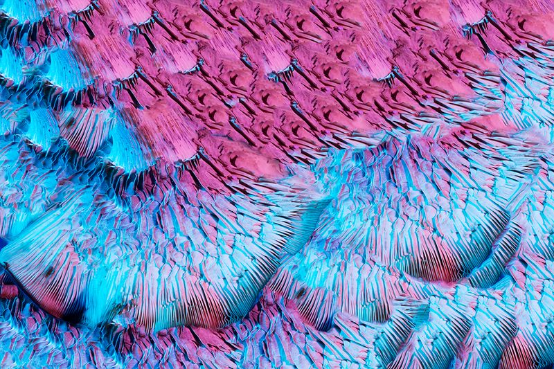 © Julie Tixier - Image from the Extraordinary Conceptions photography project