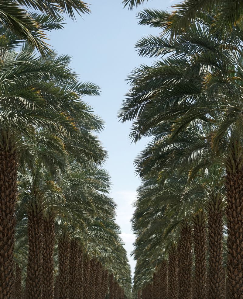 © Melodie Lamotte d'Incamps - Image from the As of a dream photography project